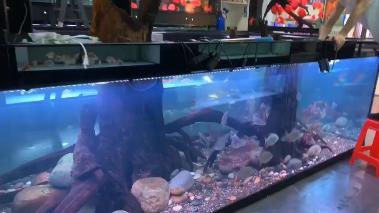 [2025]水族箱地缸定制：水族箱地缸定制設計