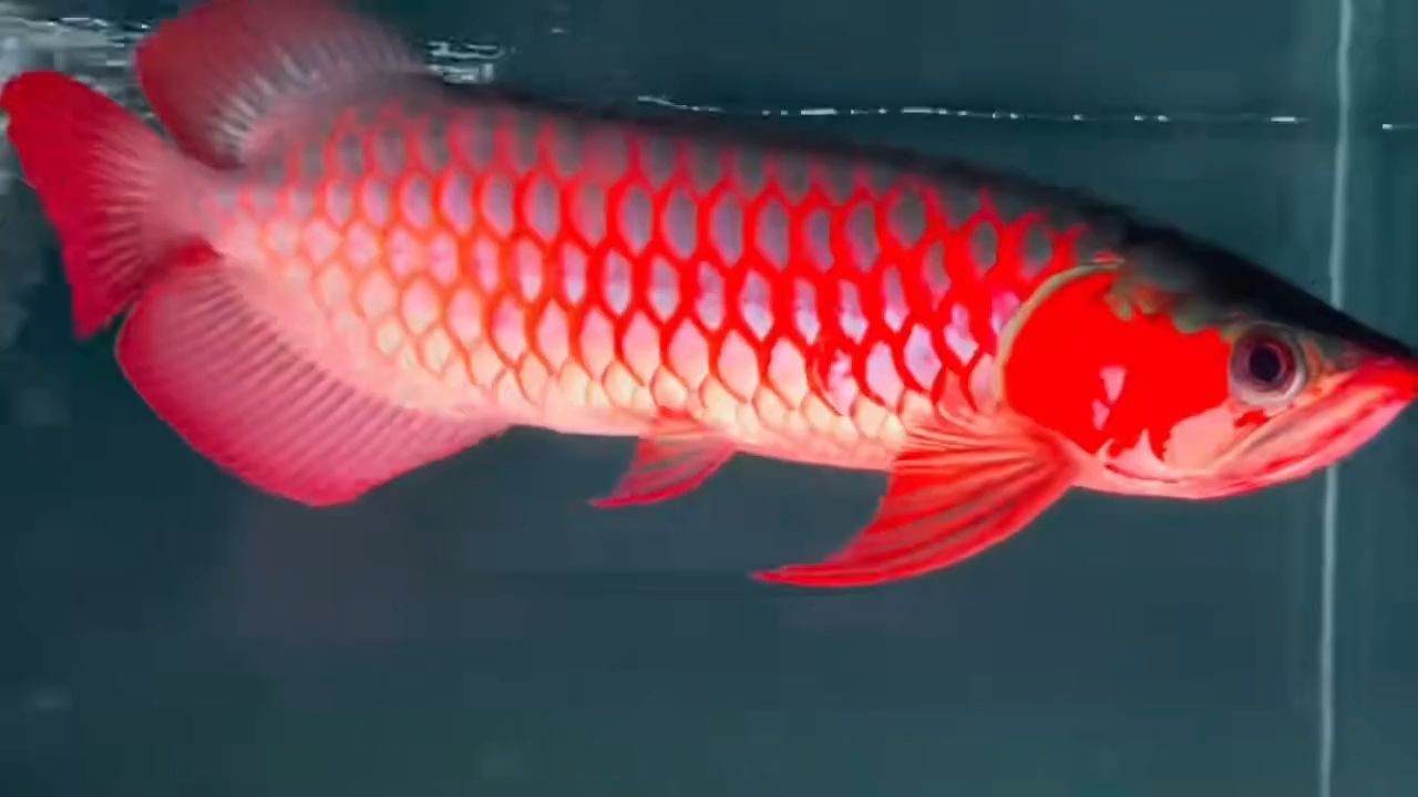 超血紅龍魚(yú)（胸鰭過(guò)腹，飄逸七鰭）：超血紅龍魚(yú)胸鰭過(guò)腹，飄逸七鰭 超血紅龍魚(yú)（胸鰭過(guò)腹，飄逸七鰭）：超血紅龍魚(yú)胸鰭過(guò)腹，飄逸七鰭 超血紅龍魚(yú)