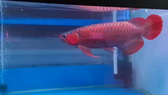 42公分超血紅龍魚，42公分超血紅龍魚是一種體型龐大且顏色鮮艷的魚，42公分超血紅龍魚，體型龐大且顏色鮮艷的珍稀品種，42公分超血紅龍魚，體型龐大顏色鮮艷的珍稀品種 42公分超血紅龍魚，42公分超血紅龍魚是一種體型龐大且顏色鮮艷的魚，42公分超血紅龍魚，體型龐大且顏色鮮艷的珍稀品種，42公分超血紅龍魚，體型龐大顏色鮮艷的珍稀品種 超血紅龍魚