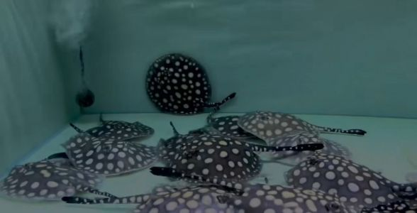詳細閱讀:馬來西亞BD魟魚:神秘水族的瑰寶,引領觀賞魚界新風尚 馬來西亞BD魟魚:神秘水族的瑰寶,引領觀賞魚界新風尚