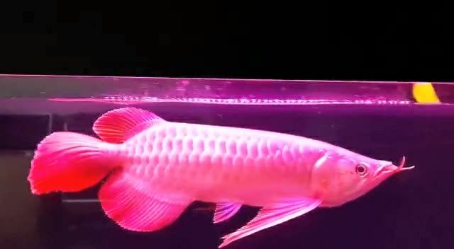 大裙子大湖紅龍魚：大裙子與大湖紅龍魚 大裙子大湖紅龍魚：大裙子與大湖紅龍魚 大湖紅龍魚
