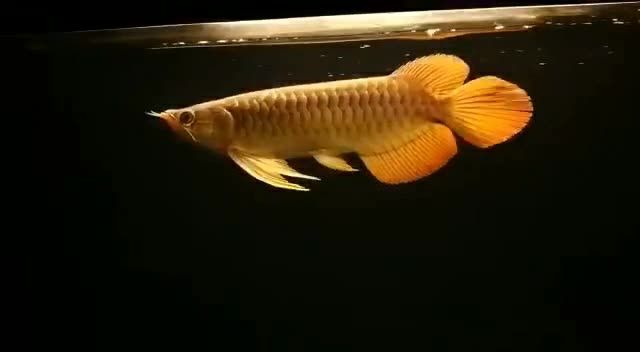 33公分祥龍赫舞紅龍魚，祥龍赫舞紅龍魚，33公分祥龍赫舞紅龍魚，探索水中的神話之舞，33公分祥龍赫舞紅龍魚，探索水中的神話之舞，33公分祥龍赫舞紅龍魚，探索水中的神話之舞 33公分祥龍赫舞紅龍魚，祥龍赫舞紅龍魚，33公分祥龍赫舞紅龍魚，探索水中的神話之舞，33公分祥龍赫舞紅龍魚，探索水中的神話之舞，33公分祥龍赫舞紅龍魚，探索水中的神話之舞 祥禾Super red