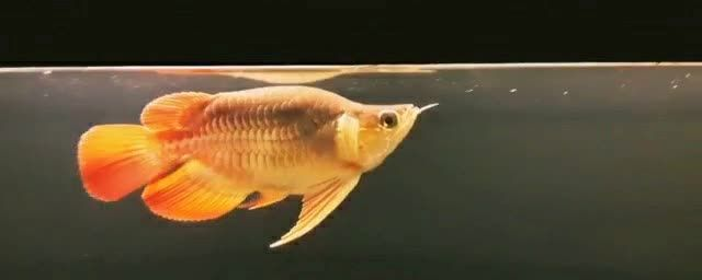 短身大湖紅龍魚：短身大湖紅龍魚以其獨特的外貌和營養價值而受到人們的喜愛 短身大湖紅龍魚：短身大湖紅龍魚以其獨特的外貌和營養價值而受到人們的喜愛 大湖紅龍魚