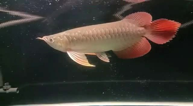 祥龍赫舞紅龍魚2025081405，祥龍赫舞紅龍魚，祥龍赫舞紅龍魚2025年8月14日精彩時刻 祥龍赫舞紅龍魚2025081405，祥龍赫舞紅龍魚，祥龍赫舞紅龍魚2025年8月14日精彩時刻 祥禾Super red