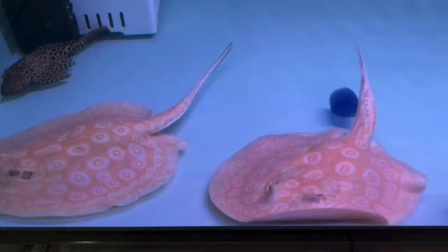 2025年白子黑帝王魟魚：2025年白子黑帝王魟魚養(yǎng)殖 2025年白子黑帝王魟魚：2025年白子黑帝王魟魚養(yǎng)殖 白子黑帝王魟魚