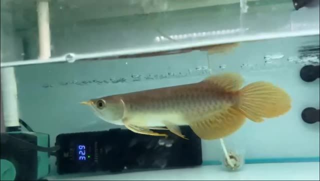 [2025]高端紅龍品牌祥龍赫舞紅龍紅龍魚品牌紅龍：高端紅龍品牌|祥龍赫舞