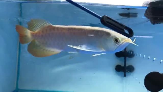 霸氣的大湖紅龍魚：霸氣的湖紅龍魚 霸氣的大湖紅龍魚：霸氣的湖紅龍魚 大湖紅龍魚