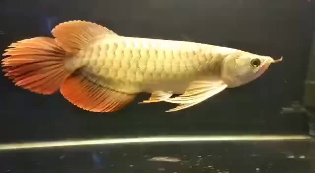芭蕉扇尾牛逼紅龍魚：美麗的芭蕉扇尾牛逼紅龍魚 芭蕉扇尾牛逼紅龍魚：美麗的芭蕉扇尾牛逼紅龍魚 紅龍魚