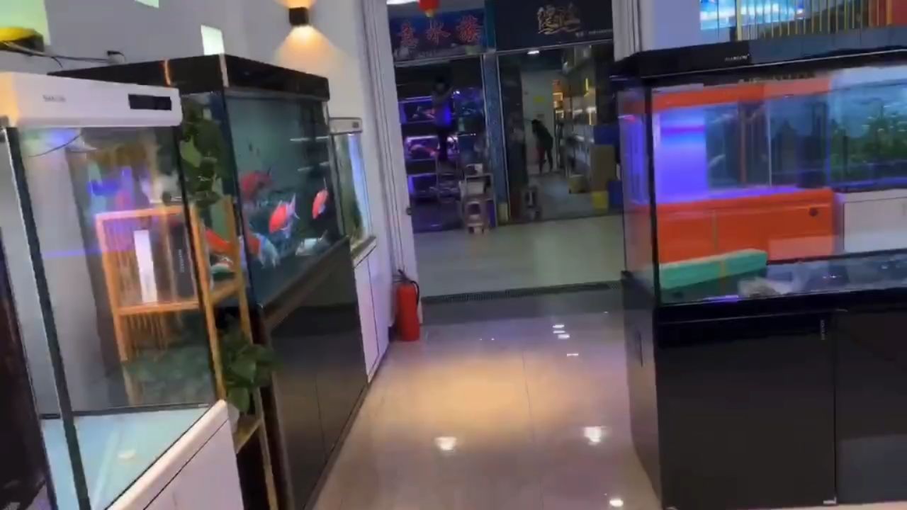 廣州魚缸批發(fā)市場(chǎng)祥龍品牌魚缸，祥龍品牌魚缸在廣州市的魚缸批發(fā)市場(chǎng)中占據(jù)顯著位置，廣州魚缸批發(fā)市場(chǎng)祥龍品牌魚缸占據(jù)顯著市場(chǎng)份額，廣州魚缸批發(fā)市場(chǎng)祥龍品牌魚缸占據(jù)顯著市場(chǎng)份額 廣州魚缸批發(fā)市場(chǎng)祥龍品牌魚缸，祥龍品牌魚缸在廣州市的魚缸批發(fā)市場(chǎng)中占據(jù)顯著位置，廣州魚缸批發(fā)市場(chǎng)祥龍品牌魚缸占據(jù)顯著市場(chǎng)份額，廣州魚缸批發(fā)市場(chǎng)祥龍品牌魚缸占據(jù)顯著市場(chǎng)份額 混養(yǎng)魚（配魚）