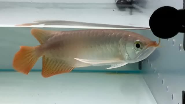 體型好的祥龍赫舞紅龍魚，“體型好的祥龍赫舞紅龍魚”，紅龍魚的優(yōu)雅舞姿，體型之美的展現(xiàn)