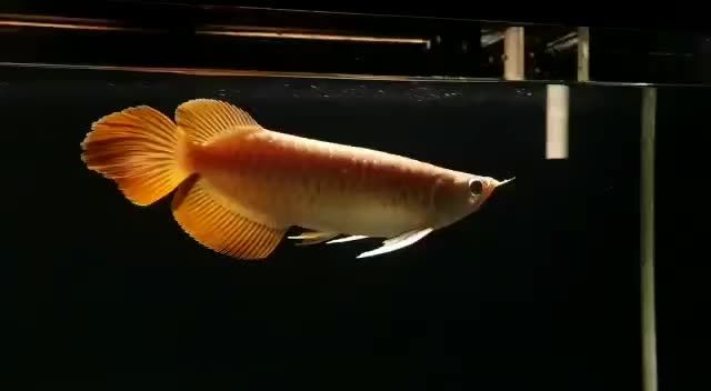 印尼大湖紅龍魚魚場直選：印尼大湖紅龍魚場 印尼大湖紅龍魚魚場直選：印尼大湖紅龍魚場 大湖紅龍魚