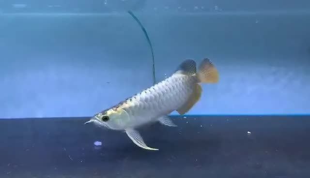 藍(lán)珀金龍魚，祥龍高端藍(lán)底過背金龍魚的特性與研究進(jìn)展