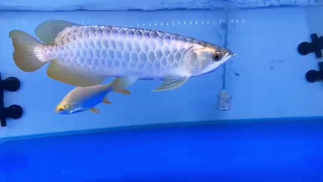 藍珀藍底過背金龍魚2025092201，藍珀藍底過背金龍魚，珍稀藍珀金龍魚，2025092201的傳奇收藏，珍稀藍珀金龍魚，2025092201傳奇收藏，珍稀藍珀金龍魚傳奇收藏2025092201