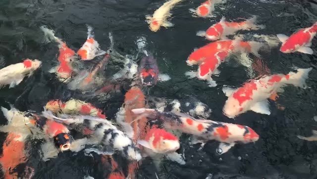 名貴錦鯉紅白丹頂大正三色白寫錦鯉魚，名貴錦鯉紅白丹頂大正三色白寫錦鯉魚市場價值和文化意義，名貴錦鯉紅白丹頂大正三色白寫錦鯉魚的市場價值與文化內涵探析，名貴錦鯉紅白丹頂大正三色白寫的市場價值與文化內涵解析