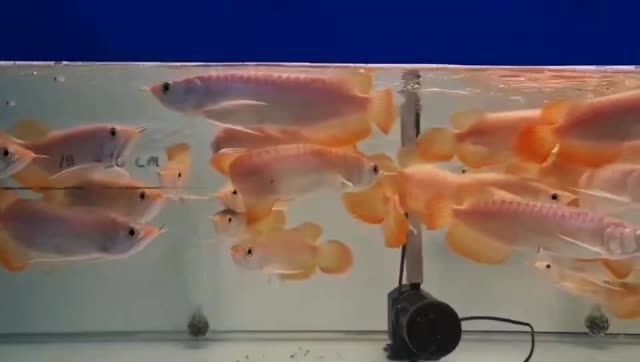 印尼小紅龍魚苗多多：印尼小紅龍魚苗市場前景如何？