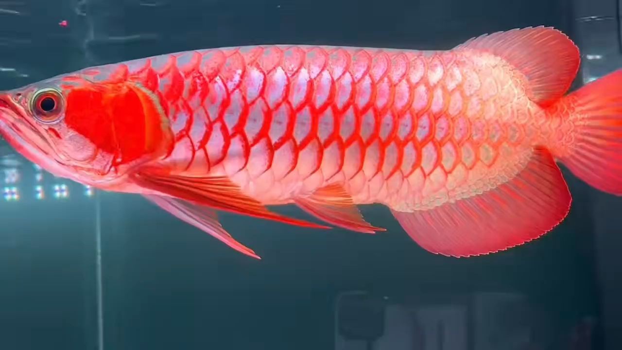 37分印尼超血紅龍魚，集時尚與古典于一身霸氣側漏鴿子眼，37分印尼超血紅龍魚集時尚與古典于一身霸氣側漏鴿子眼，37分印尼超血紅龍魚，集時尚與古典于一身的霸氣鴿子眼
