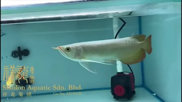 發色好的紅龍魚祥龍祥禾紅龍魚視頻合集：“祥龍祥禾紅龍魚”視頻合集發色好的紅龍魚祥龍祥禾紅龍魚