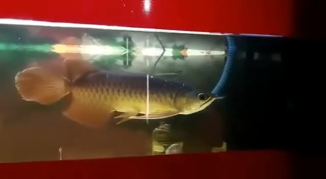 祥龍赫舞紅龍魚，絕對驚艷，祥龍赫舞紅龍魚，祥龍赫舞紅龍魚，驚艷登場的神秘水族奇觀