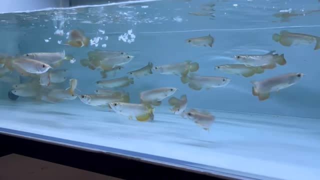 一群吃貨小紅龍魚苗，一群吃貨小紅龍魚，一群吃貨小紅龍魚苗的日常