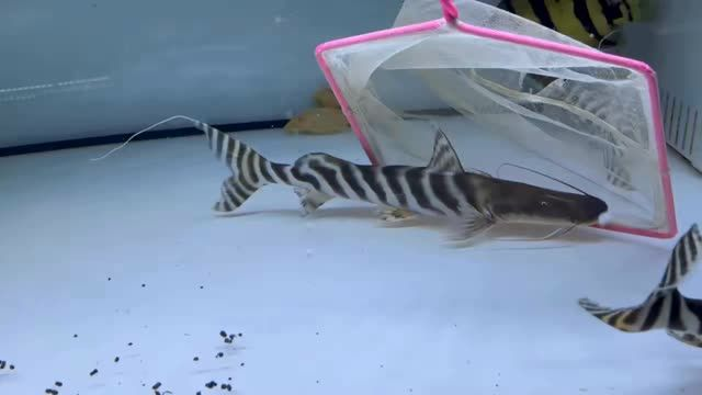 斜紋斑馬鴨嘴魚，馬來西亞祥龍魚場出品：斜紋斑馬鴨嘴魚，馬來西亞祥龍魚場的出品