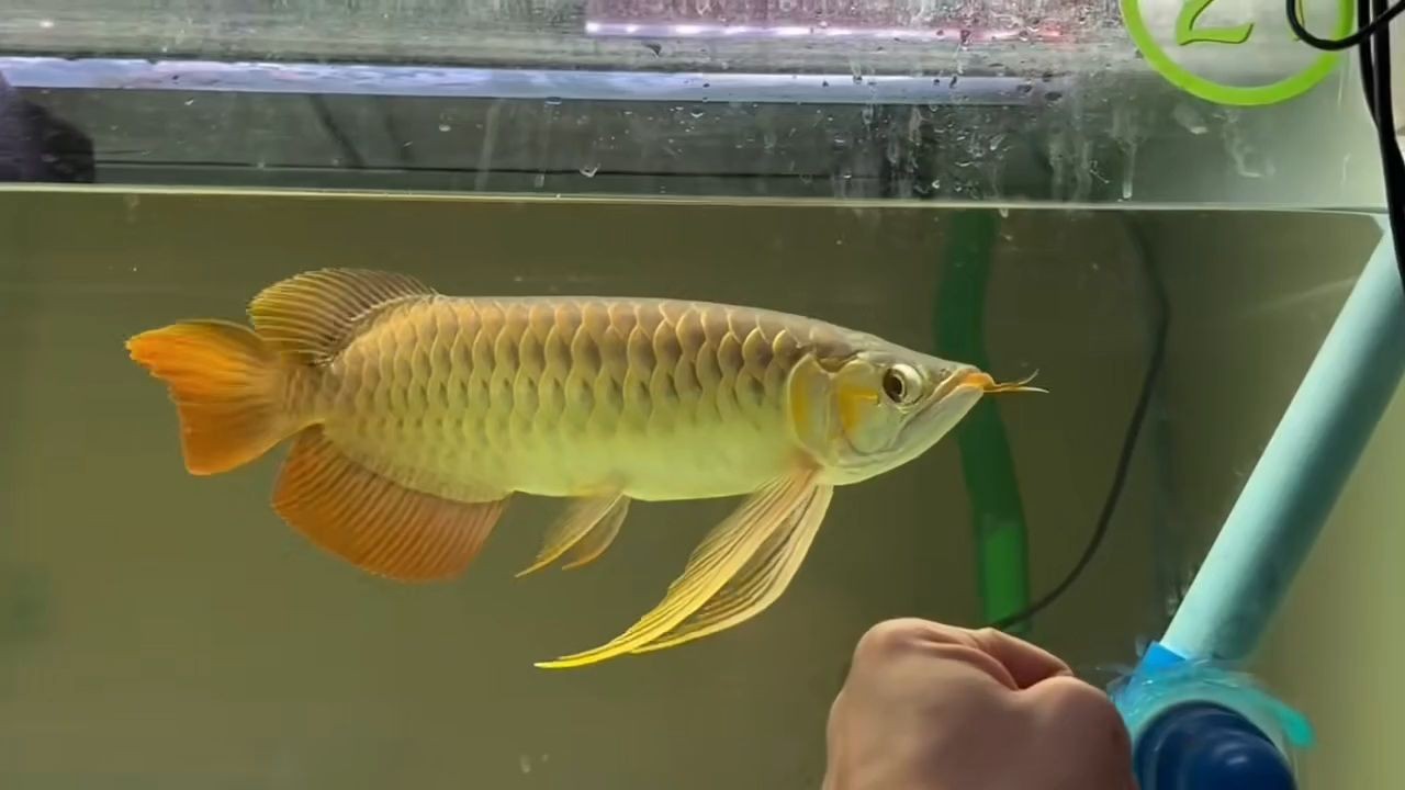 大湖紅龍魚20250516，大湖紅龍魚怎么養(yǎng)？，大湖紅龍魚養(yǎng)殖全攻略，從入門到精通，大湖紅龍魚養(yǎng)殖全攻略，從入門到精通