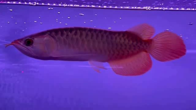 體型不錯活動力不錯的紅龍魚，紅龍魚以其出色的體型和活躍的生命力在水族中頗受歡迎，紅龍魚，卓越體型與旺盛活力的水族明星