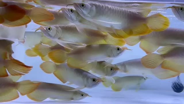 印尼紅龍漁場18-21cm規格紅龍魚：印尼紅龍漁場