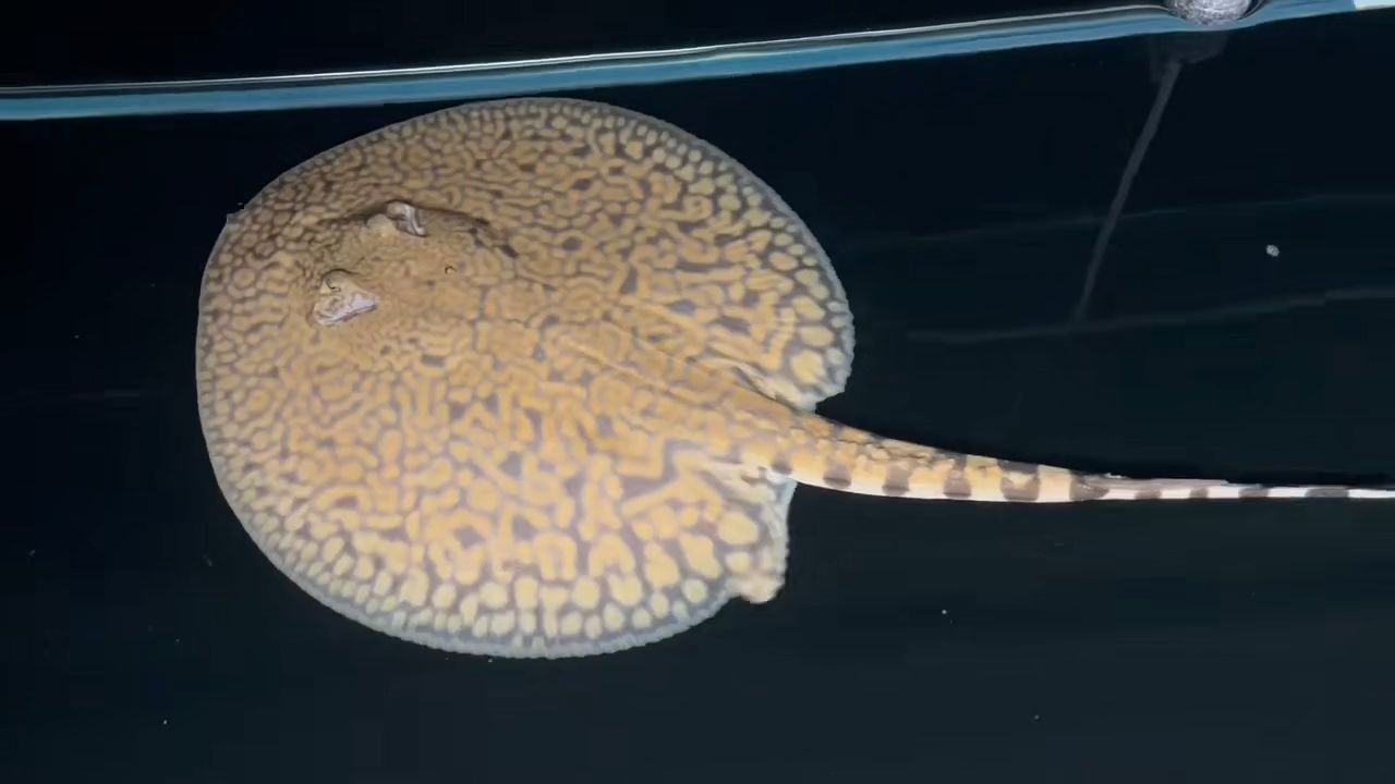 老虎魟魚，動物圖集，老虎魟魚，老虎魟魚，神秘海底獵手的生態(tài)圖鑒，神秘海底獵手，老虎魟魚生態(tài)圖鑒