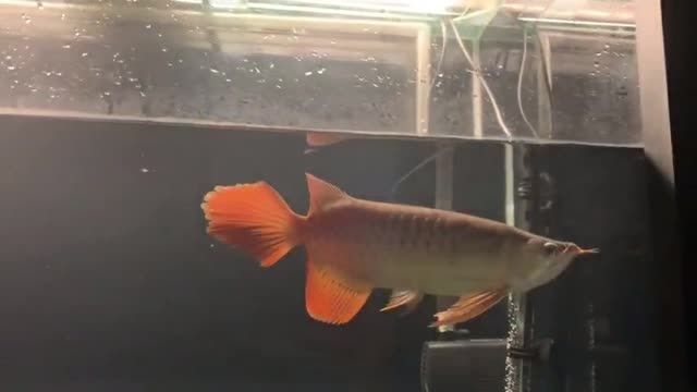 大湖紅龍魚20251705，大湖紅龍魚，大湖紅龍魚20251705，珍稀品種的獨特魅力，大湖紅龍魚20251705，珍稀品種的獨特魅力，大湖紅龍魚20251705，珍稀品種的獨特魅力，大湖紅龍魚20251705，珍稀品種的獨特魅力