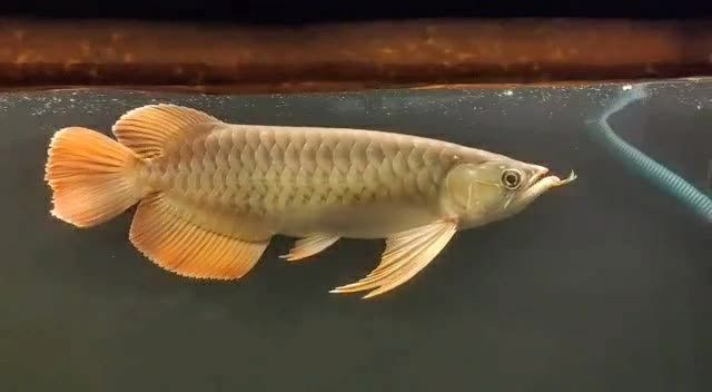 大湖紅龍魚2025091501：大湖紅龍魚2025年9月15日出生于中國的龍魚