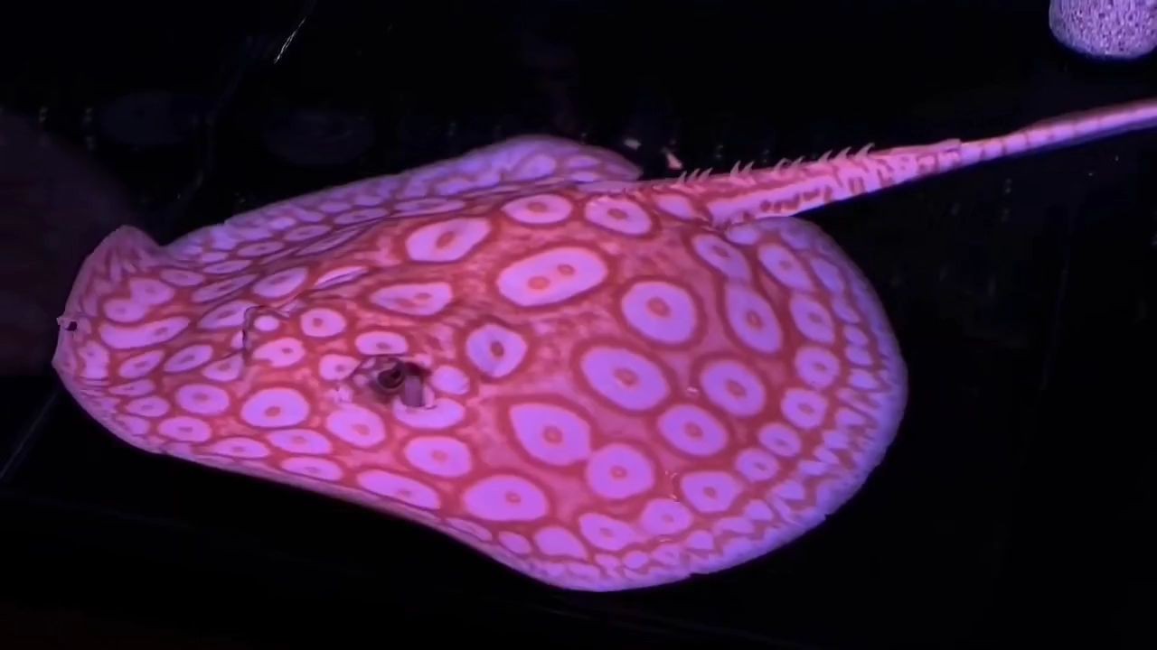 2025白子黑帝王魟魚:白子黑帝王魟魚是2025年流行的魚類