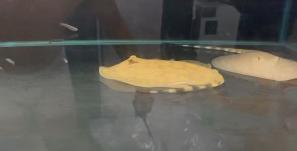 梅花魟魚，水中瑰寶，優雅身姿引領觀賞魚新風尚，梅花魟魚，優雅水中瑰寶引領觀賞魚新風尚，梅花魟魚，優雅水中瑰寶引領觀賞魚新風尚