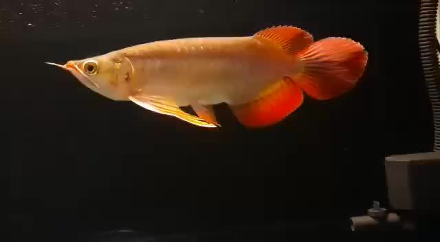 這尾巴，牛掰！賽級紅龍魚：賽級紅龍魚的養(yǎng)殖要點