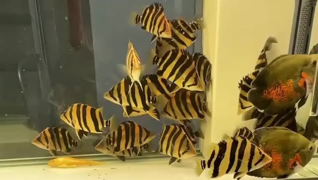 20公分包肚四紋虎魚，20公分包肚四紋虎，20公分包肚四紋虎魚，獨特魅力與飼養要點，20公分包肚四紋虎魚的獨特魅力與飼養要點