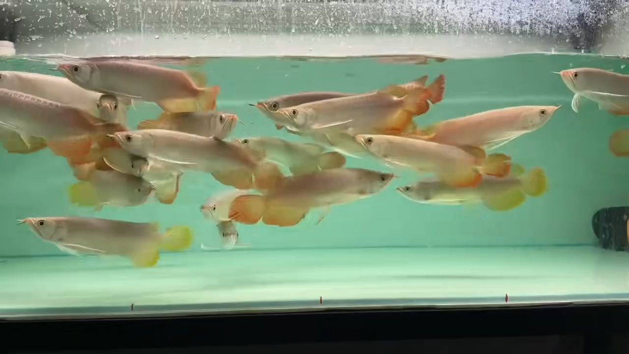 印尼精品紅龍魚批發：從批發渠道獲取印尼紅龍魚的流程、品種選擇以及養殖與護理技巧
