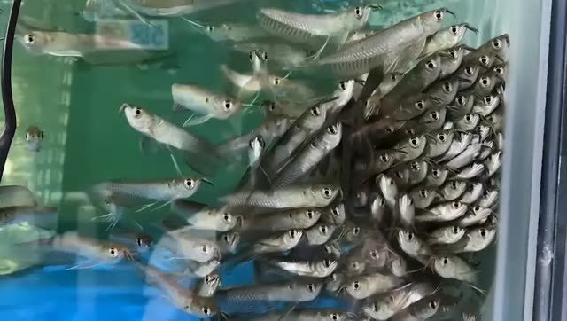 觀賞魚銀龍魚苗批發，廣州祥龍魚場百藝城E205檔口：在廣州百藝城e205檔口