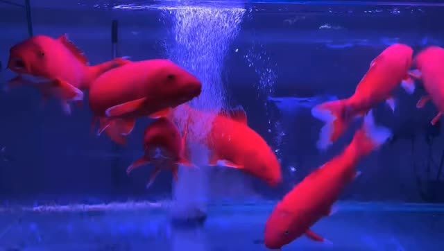 大紅錦鯉魚：大紅錦鯉魚怎么養