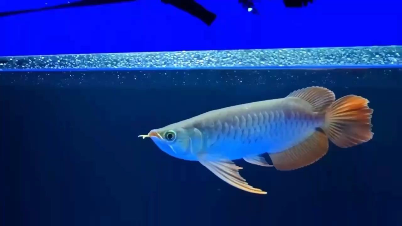 頂尖目前最流行的翹頭，超大燈籠大扇尾。：當前流行翹頭，超大燈籠大扇尾的造型設計優勢和優勢 頂尖目前最流行的翹頭，超大燈籠大扇尾。：當前流行翹頭，超大燈籠大扇尾的造型設計優勢和優勢 大湖紅龍魚