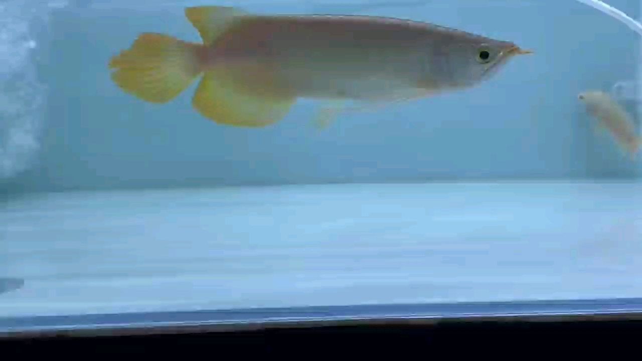 選紅龍看品質,血統和體型:挑選紅龍魚時品質、血統和體型是三個關鍵因素要確保所選的紅龍魚