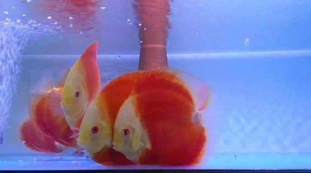 紅金七彩魚，紅金七彩魚是一種觀賞性極強的淡水魚其獨特的色彩和鮮艷的外觀，紅金七彩魚，觀賞性極強的淡水魚及其獨特色彩
