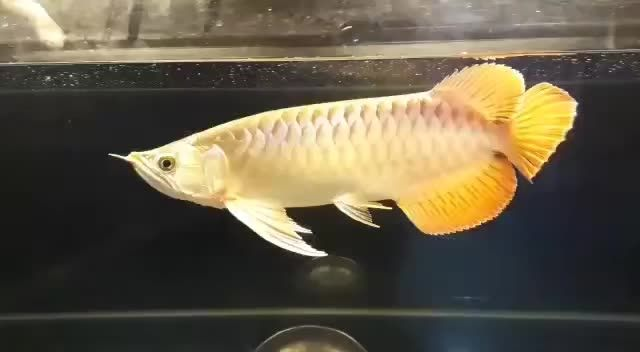 印尼漁場直選35cm大湖紅龍魚：印尼漁場直選35cm大湖紅龍魚，養殖過程嚴格篩選、精心培育