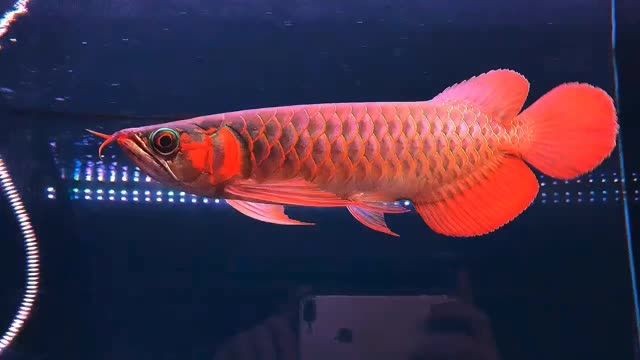30cm左右鐮刀下掛巨胸葵花扇子大尾賽級品質紅龍魚：一種體型龐大、色彩艷麗的大型紅龍魚