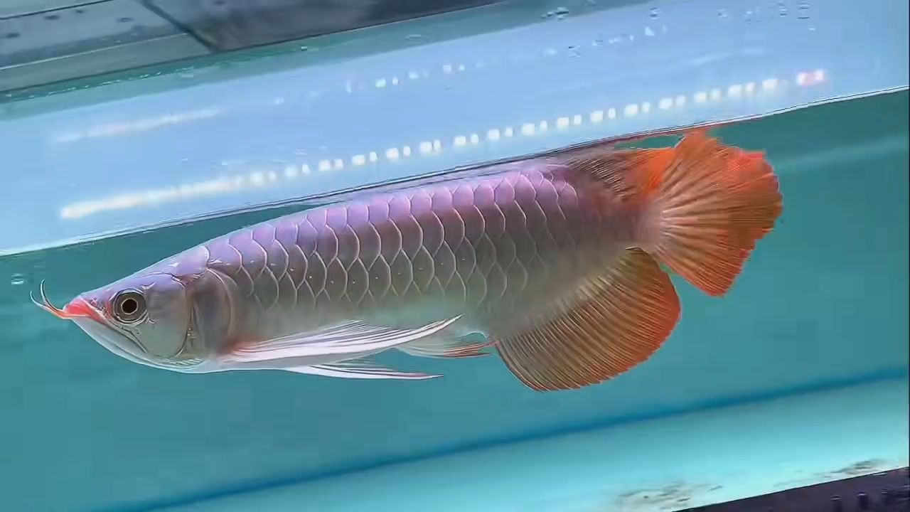 紅龍魚批發現貨，紅龍魚批發現貨，提供多種規格與顏色的紅龍魚，優質紅龍魚批發，多樣規格顏色現貨供應，優質紅龍魚批發 | 多樣規格顏色現貨供應