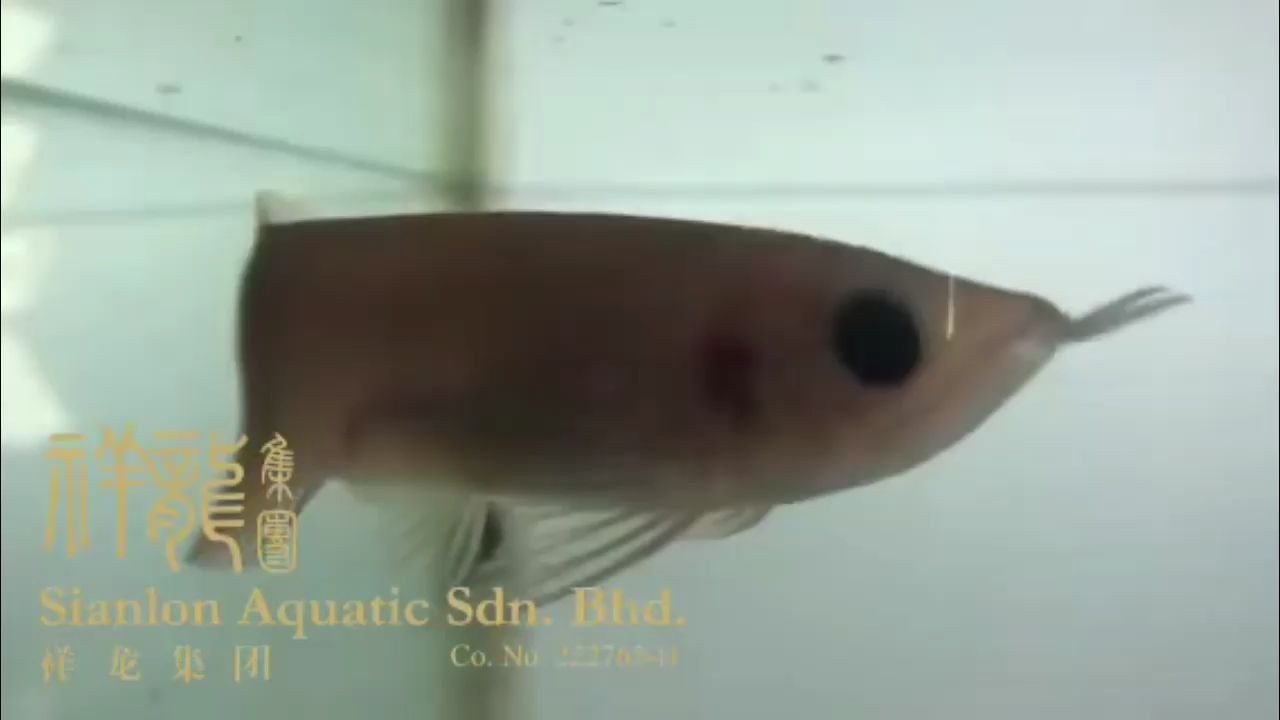 熊貓眼小龍魚，熊貓眼小龍魚是觀賞魚類中的新品種，熊貓眼小龍魚，觀賞魚界的新寵品種，熊貓眼小龍魚，觀賞魚界新寵品種，熊貓眼小龍魚，觀賞魚界新寵品種，熊貓眼小龍魚，觀賞魚界的新寵品種