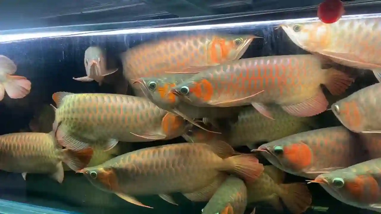 揭秘水族箱中的紅色巨無霸，40-45公分血紅龍震撼登場！，揭秘水族箱中的紅色巨無霸，40公分血紅龍震撼登場，40-45公分血紅龍，水族箱中的紅色巨無霸震撼揭秘，40-45公分血紅龍，水族箱中的紅色巨無霸震撼揭秘，40-45公分血紅龍，水族箱中的紅色巨無霸震撼揭秘