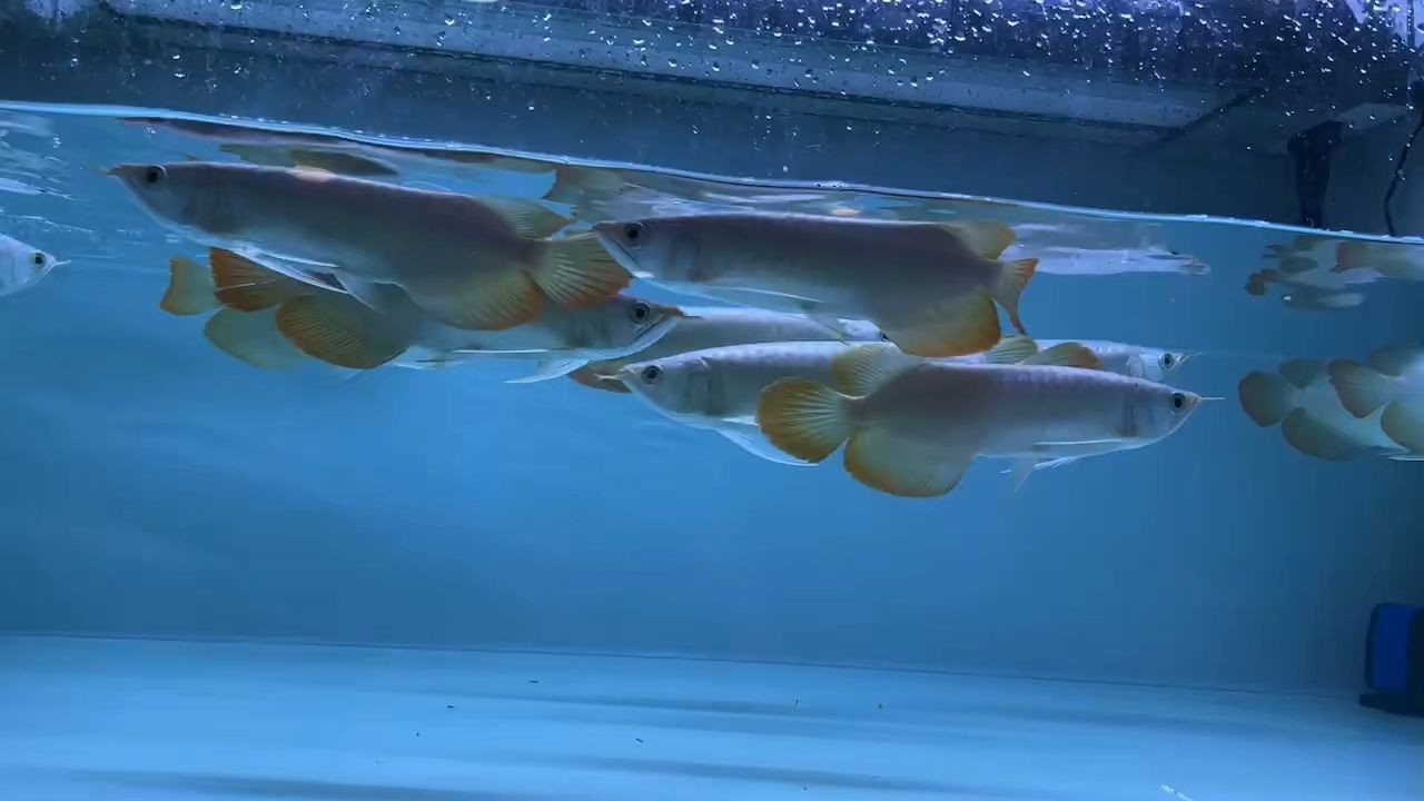 紅龍批發(fā)拿貨的來，紅龍批發(fā)大量購買以獲取更低價(jià)格的商品對(duì)于市場(chǎng)拿貨的買家來說，紅龍批發(fā)，量大價(jià)優(yōu)，市場(chǎng)拿貨首選，紅龍批發(fā)，量大價(jià)優(yōu)，市場(chǎng)拿貨首選，紅龍批發(fā)，量大價(jià)優(yōu)，市場(chǎng)拿貨首選