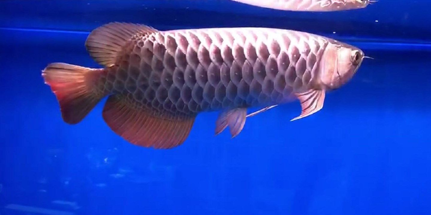 霸氣十足古典過背，古代文學中的“霸氣十足”，古典文脈中的霸氣彰顯，從過背意象探析古代文學的雄渾氣魄，過背意象與雄渾氣魄，古代文學中的霸氣彰顯