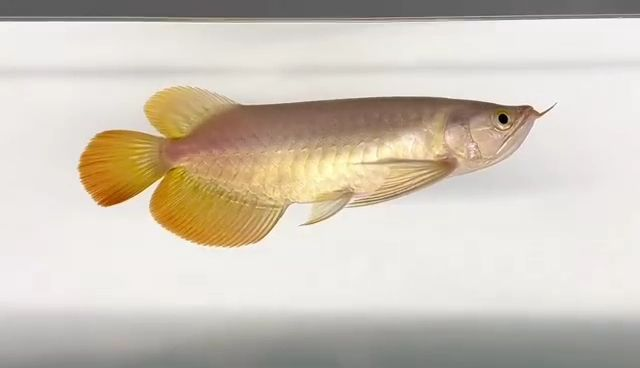 高品質紅龍魚2，如何培育高品質的紅龍魚，（注，由于用戶未提供具體內容，此標題是基于常見需求生成的示例。若需針對特定內容定制，請提供詳細文本。），高品質紅龍魚培育全攻略，從選種到飼養的進階技巧