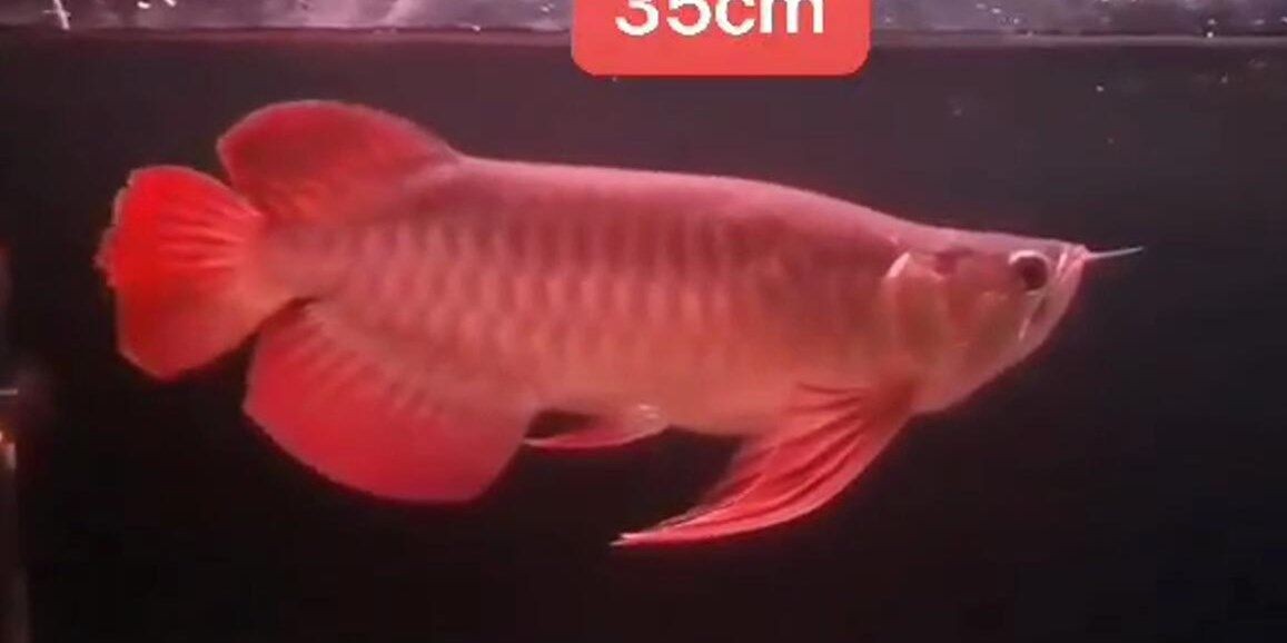 35cm大鰭大尾紅龍魚，\"大鰭大尾紅龍魚\"養殖，35cm大鰭大尾紅龍魚養殖技巧與注意事項，35cm大鰭大尾紅龍魚養殖技巧與注意事項