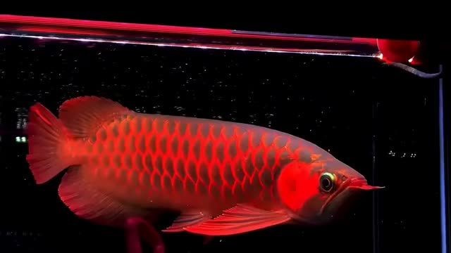 43-44分下掛超級紅龍魚，廣州觀賞魚批發(fā)市場，祥龍魚場：43-44分下掛超級紅龍魚